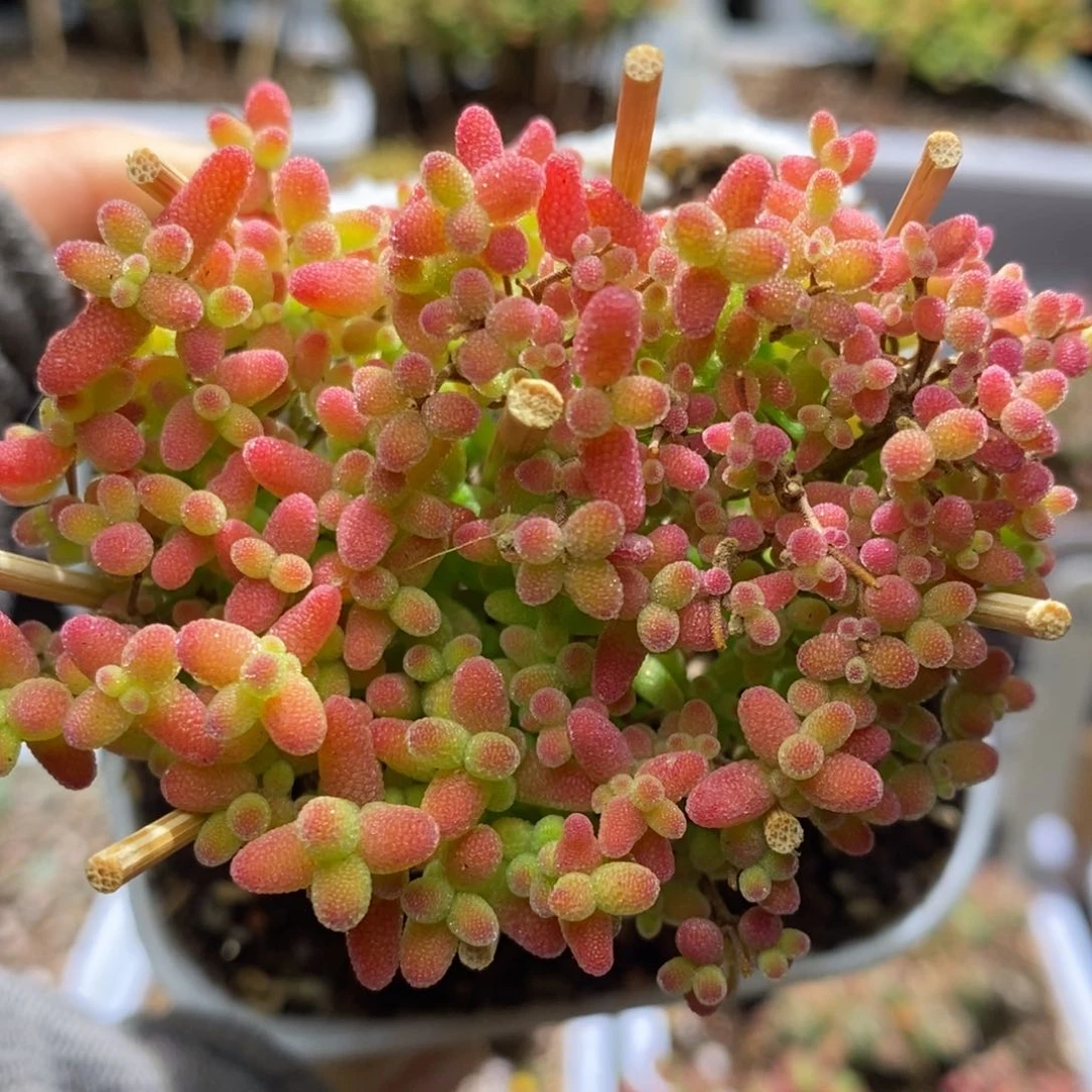 蜜桔糖球A836枝干番杏
