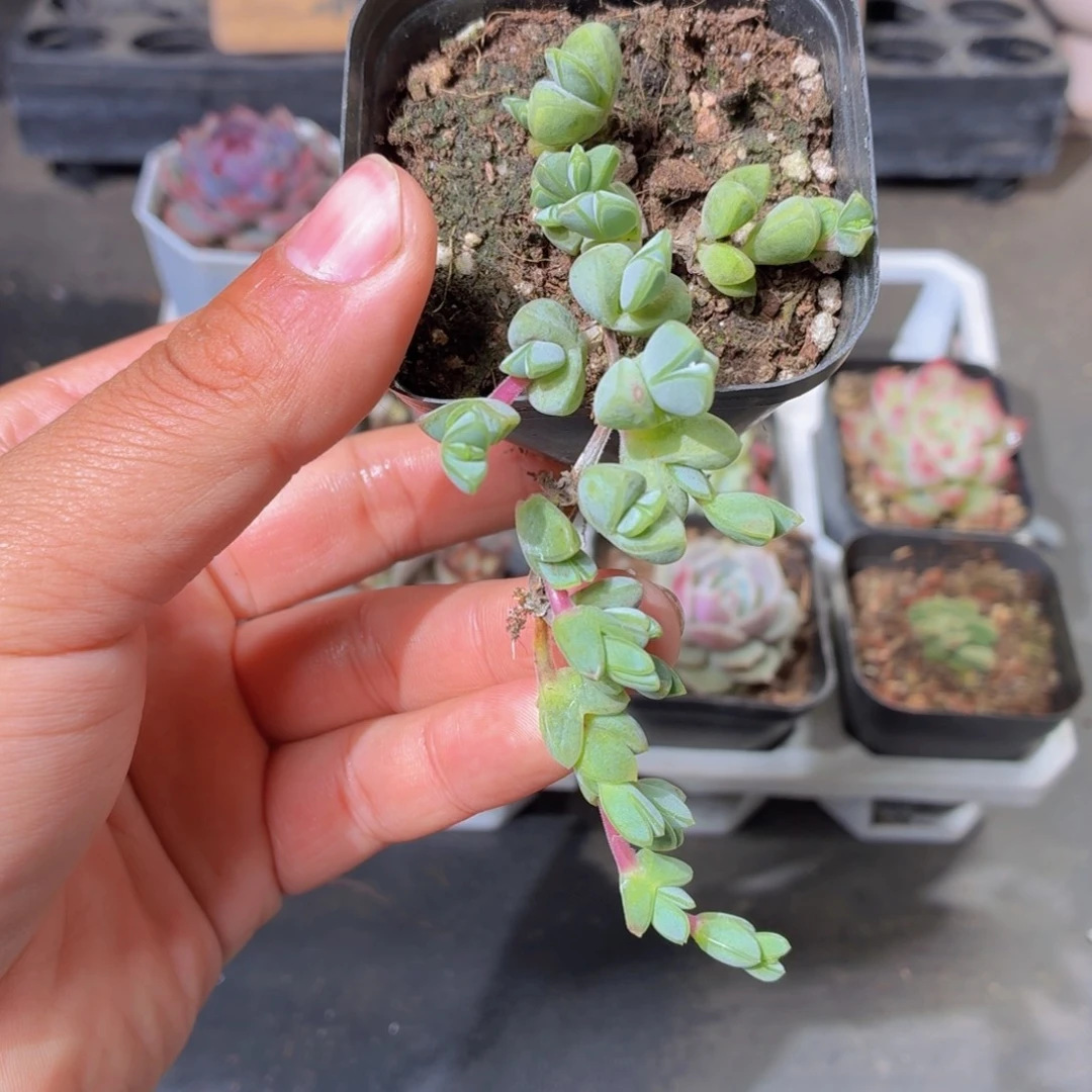 碧玉莲多肉9.9包邮发货