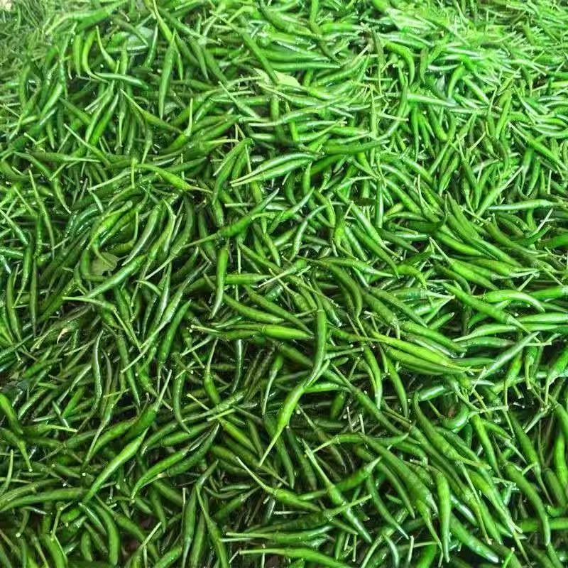 新鲜特辣现摘青阳辣椒小米辣椒薄皮香酥嫩辣当季时令蔬菜