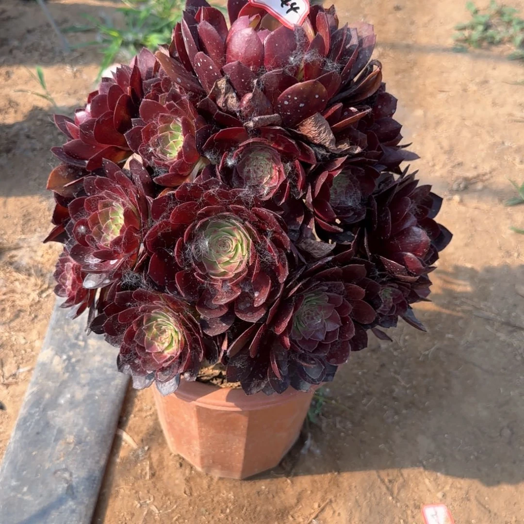 11-44黑魔地理多肉则