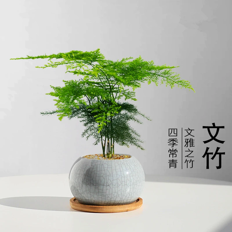 文竹盆栽植物室内办公室水培客厅懒人小绿植花卉大全盆景四季常青