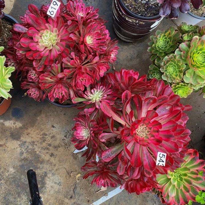 山****1619 543 红铜壶超白2颗