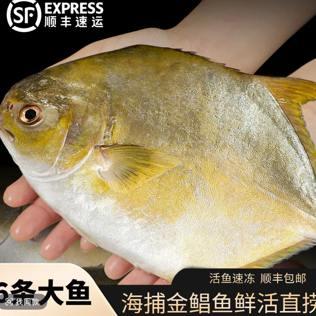 【6条金鲳鱼400g/条】金鲳鱼新鲜海鱼海鲜水产鲜活冻顺丰包邮