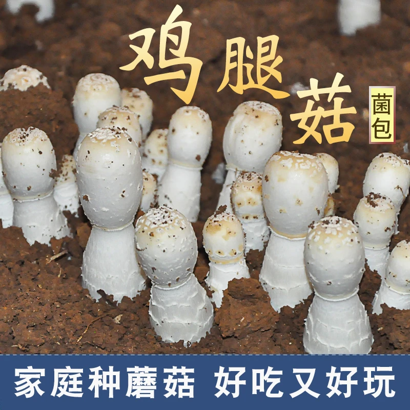 鸡腿菇蘑菇种植菌包阳台多肉植物盆栽桶菌棒种家庭室内种植食用菌