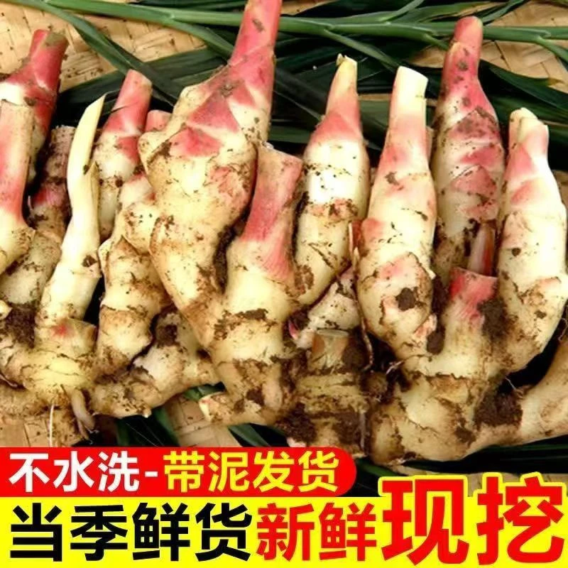 新鲜现挖山东红芽嫩姜可腌制泡姜的脆嫩子姜