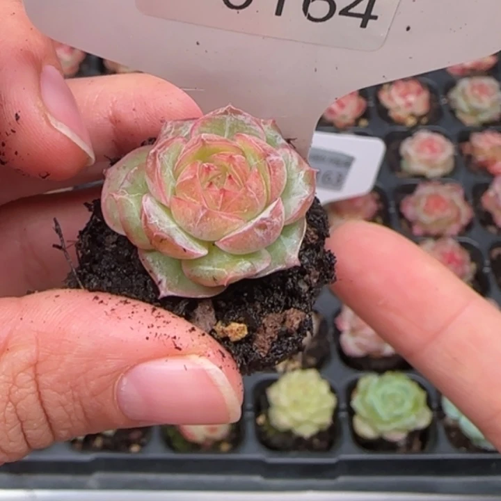 164号麻薯拍一发1