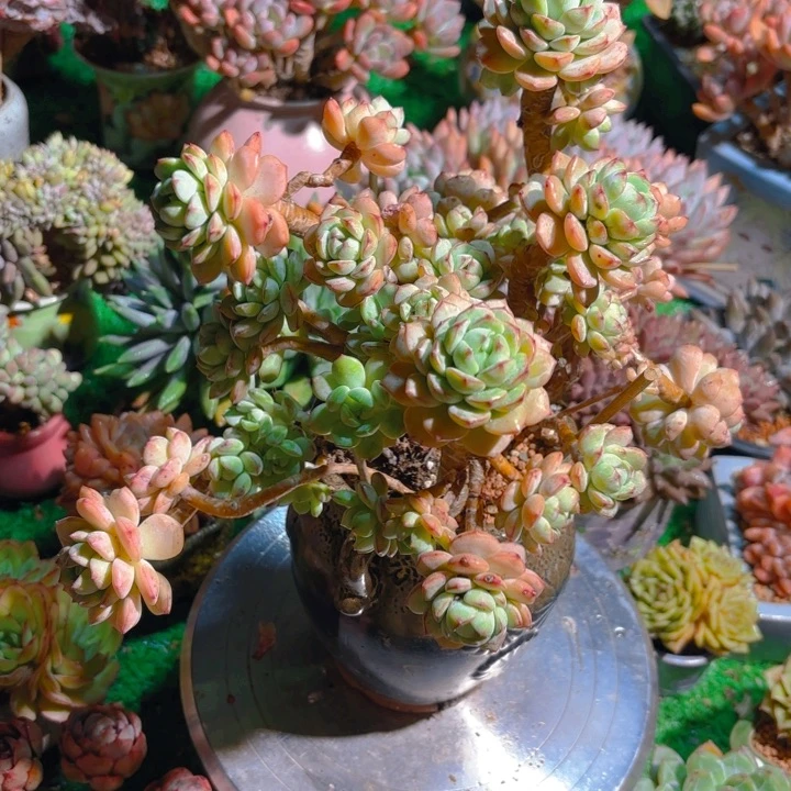 老桩香草 多头群生