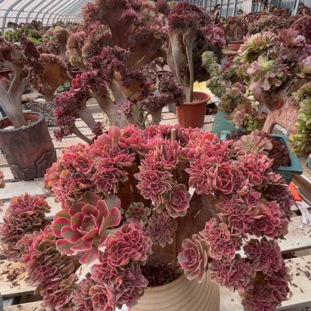 洛神朵朵缀老桩精品