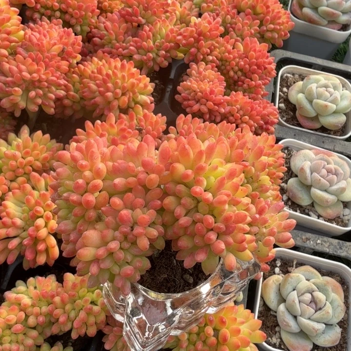 青松缀两颗。