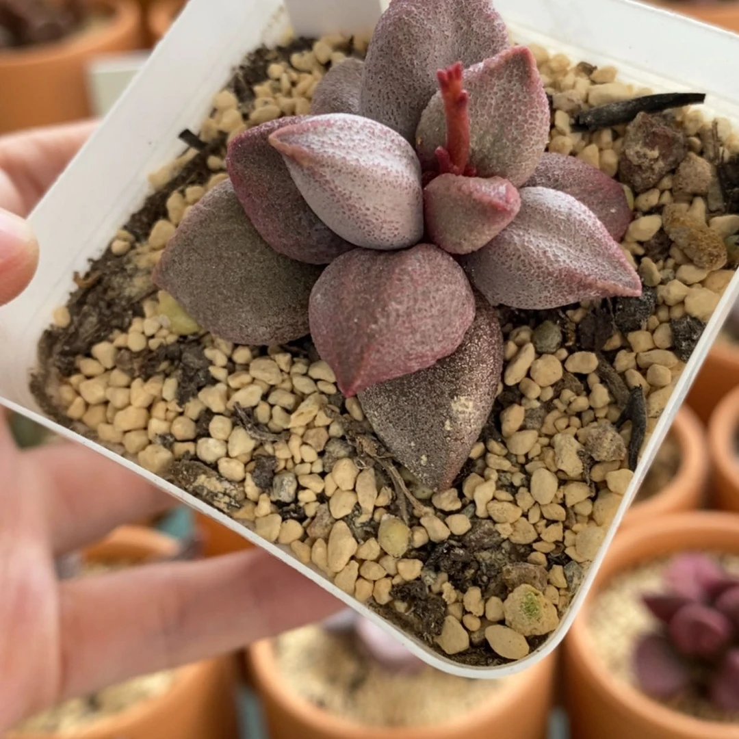 【闪购商品】无花朵