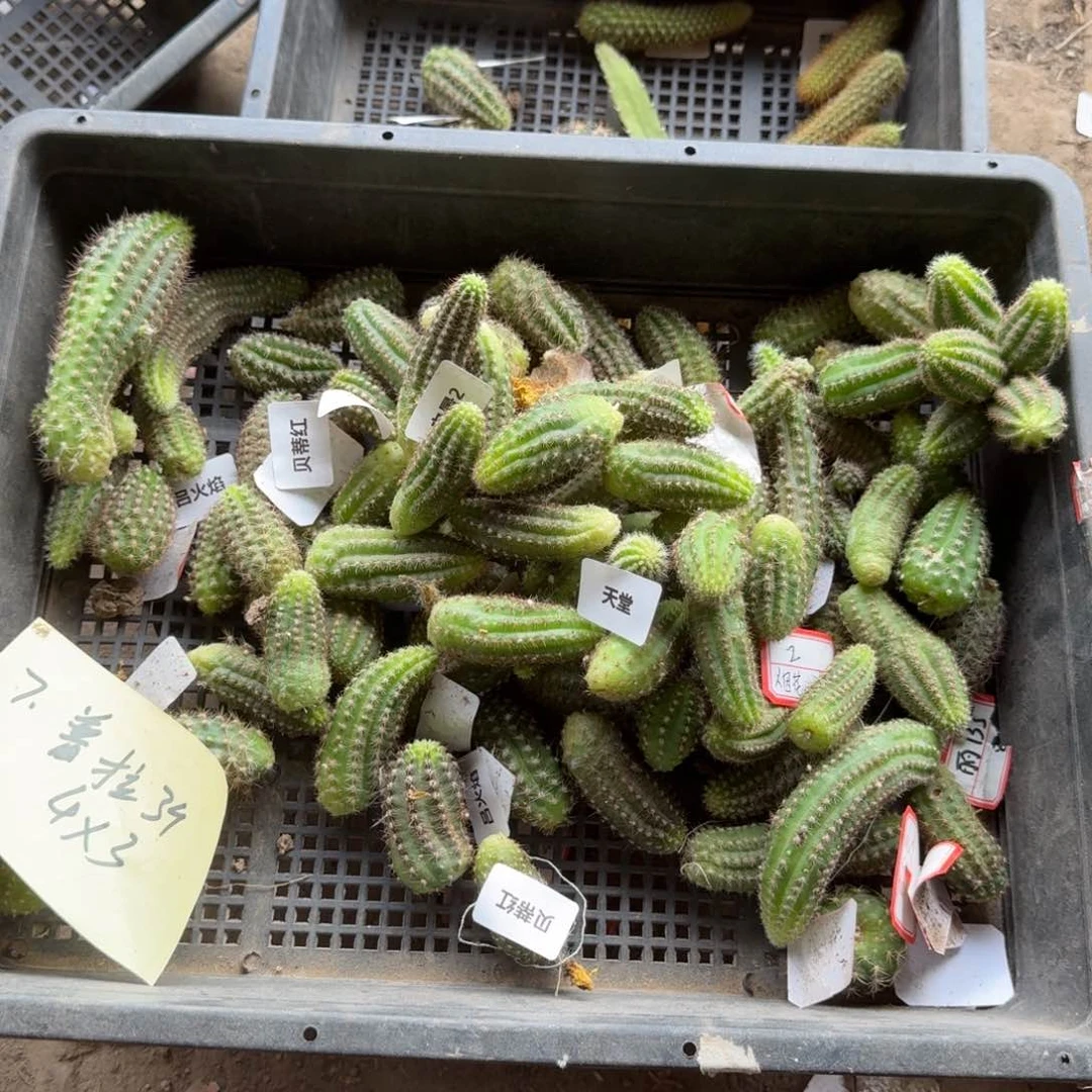 白檀无根侧牙随机6个不好很小，20包邮