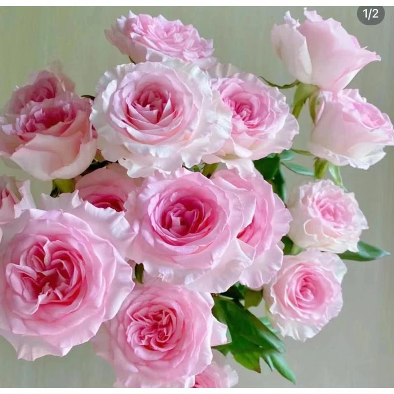 1【洛神】单头玫瑰   真花 鲜切花 一单中通 拍够任意两单鲜花顺丰