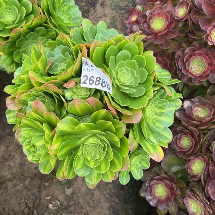 26888琉璃多肉植物