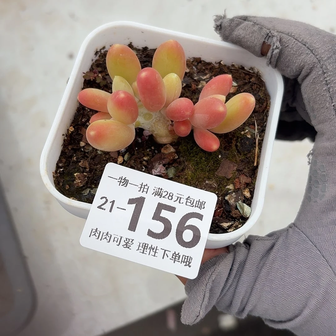 金蝉无盆土发货无