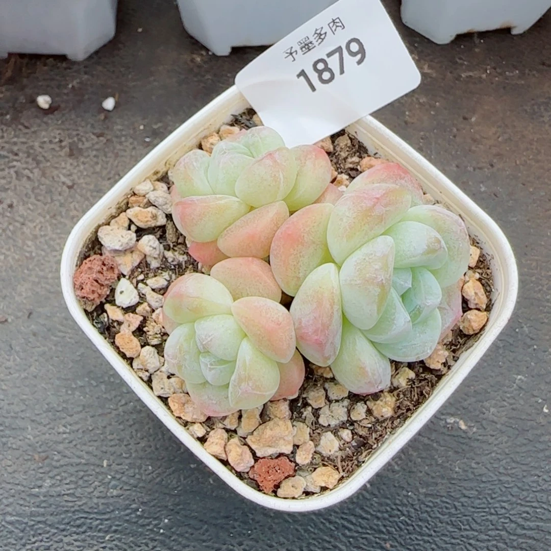 白底奶油冰玉，1879多肉植物