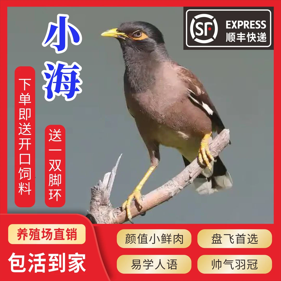 小海鹦鹉宠物幼鸟（购买前请看清楚协议再下单）不会吃的，广东可拍