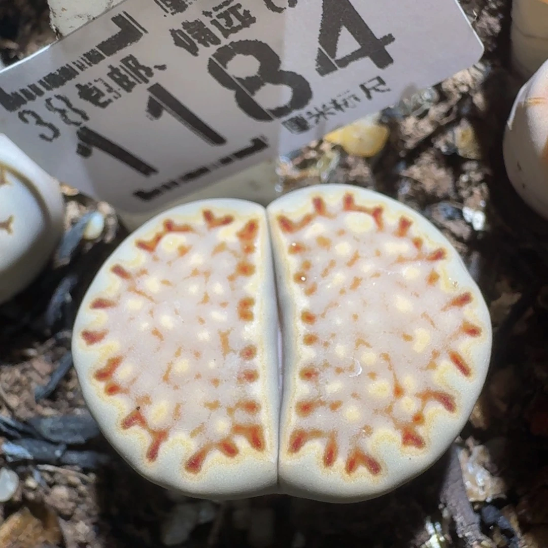 zzzz生石花肉锥1184