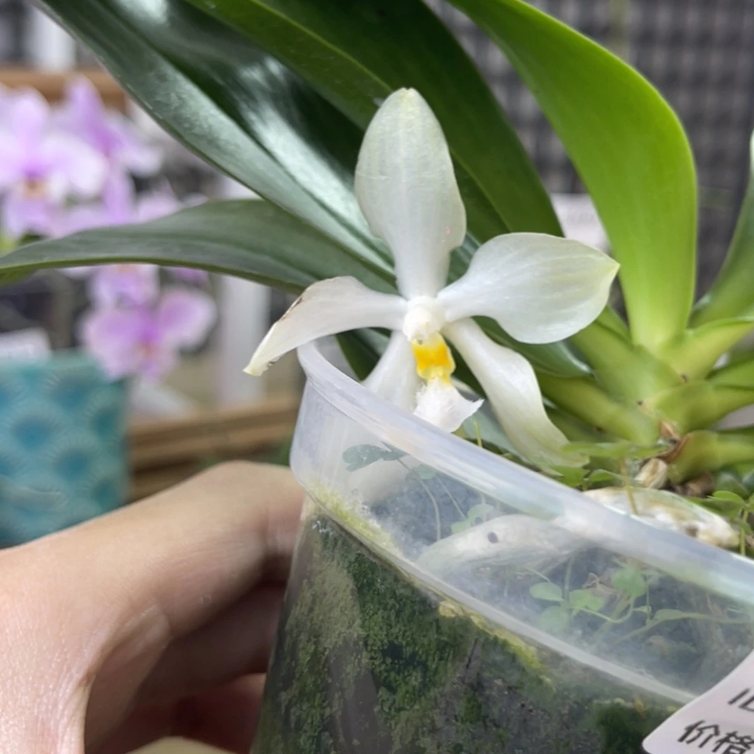 完全开放SWR米库氏-原种-馒头味