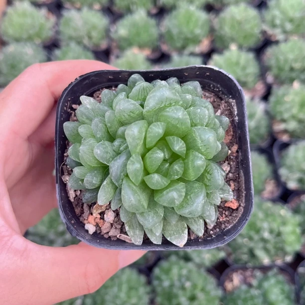 优选禅翼玉露随机一盆带盆土发货