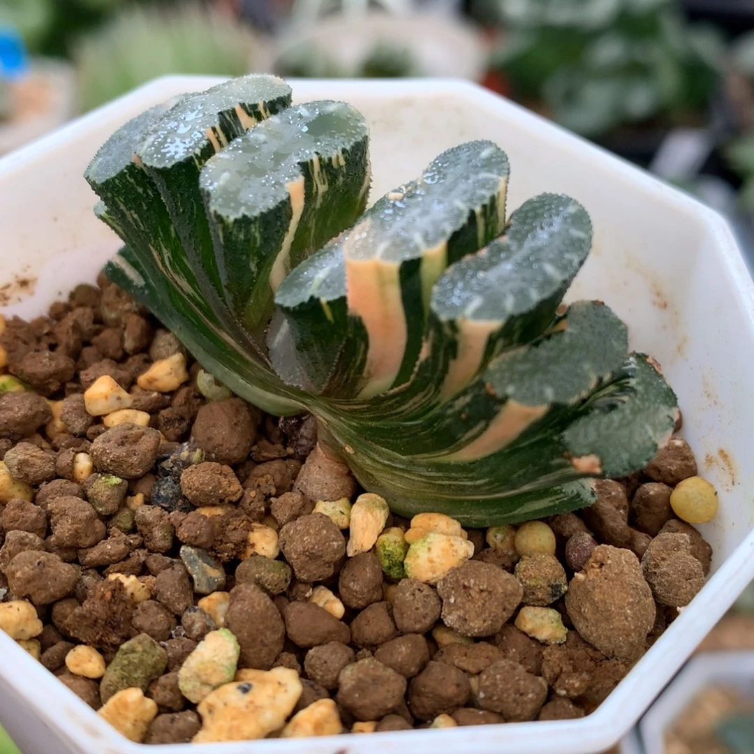 玉扇锦，带盆一起来