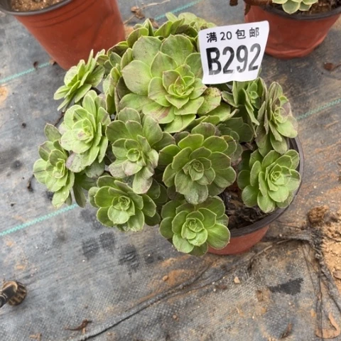 292花月夜不包断枝