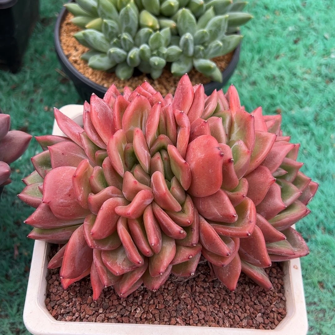龙猫精品一物一拍多肉植物晾