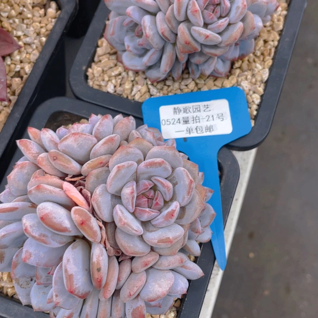 0524-21-小脸石榴籽星城多头一颗