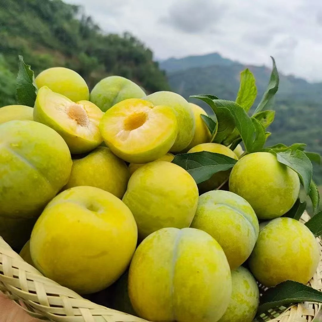 正宗贵州六马蜂糖李新鲜应季好吃水果疤果