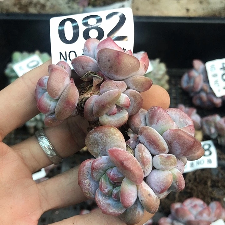 星影石榴籽福利出咯 082