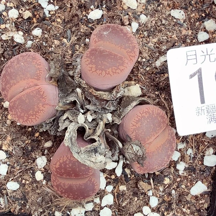 是因为他们没有勇气离开他191