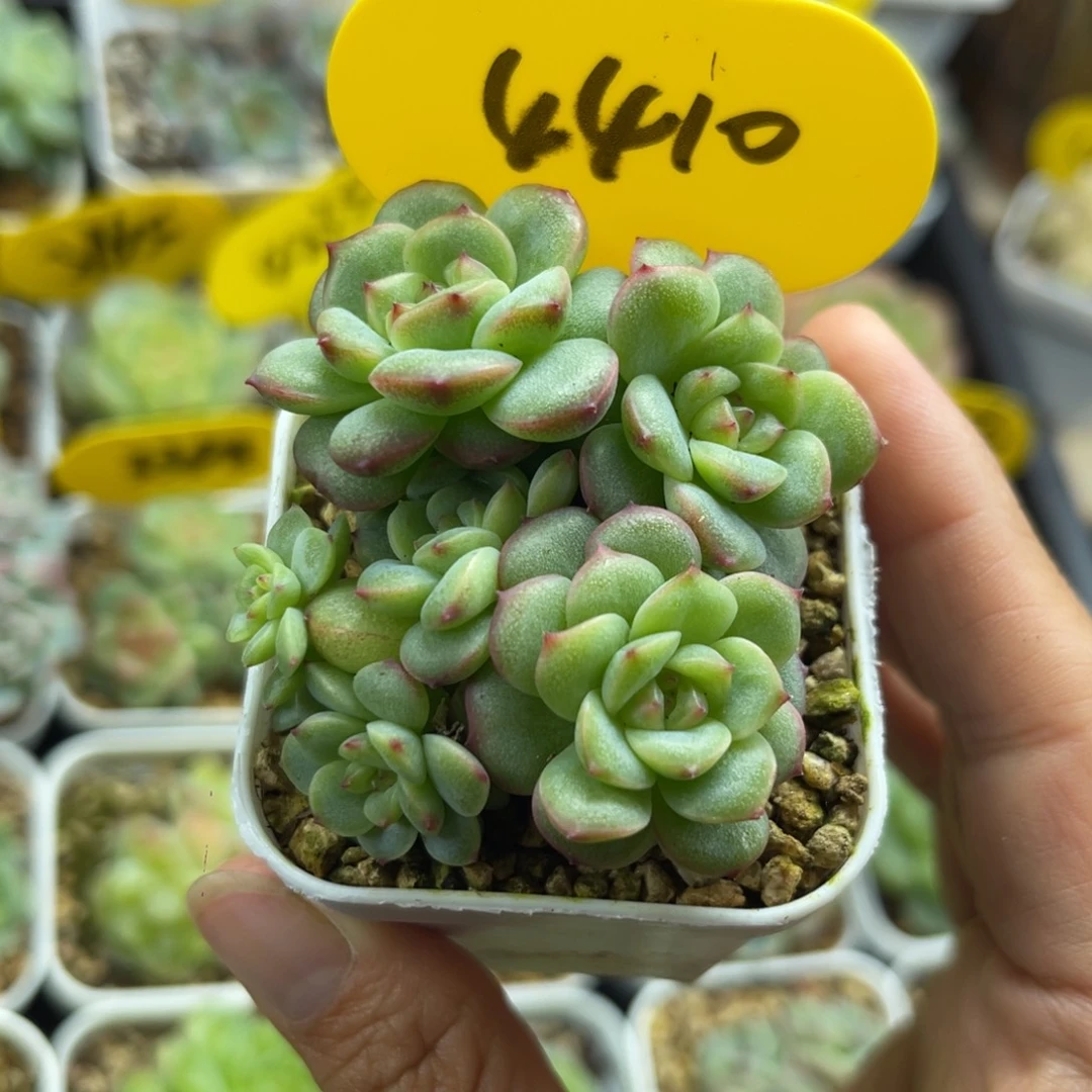沅芷珍妮6头群4410