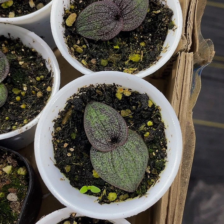 紫镜5.8带盆土发货