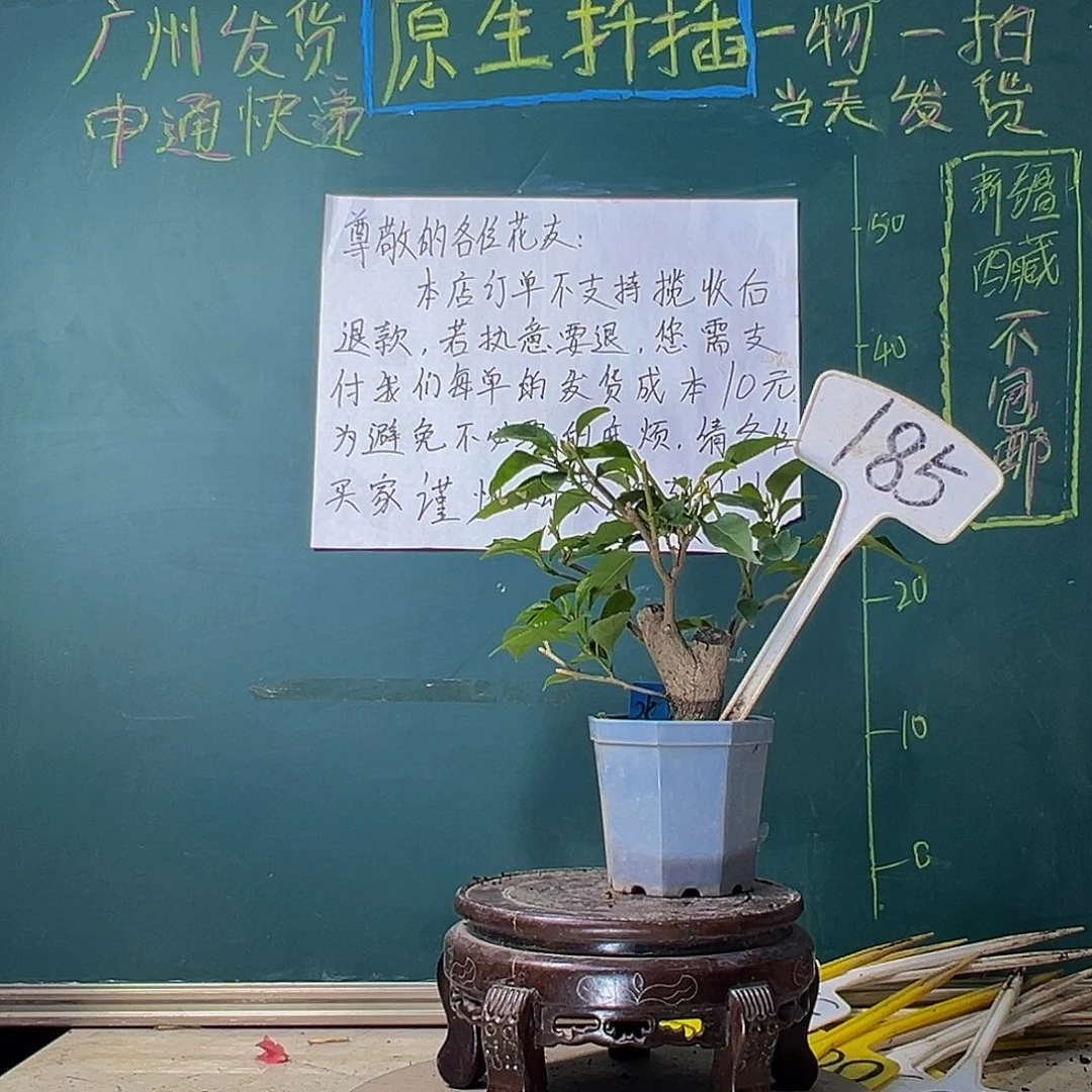 当前无花栽培后可以开花绿叶水晶 大宝185