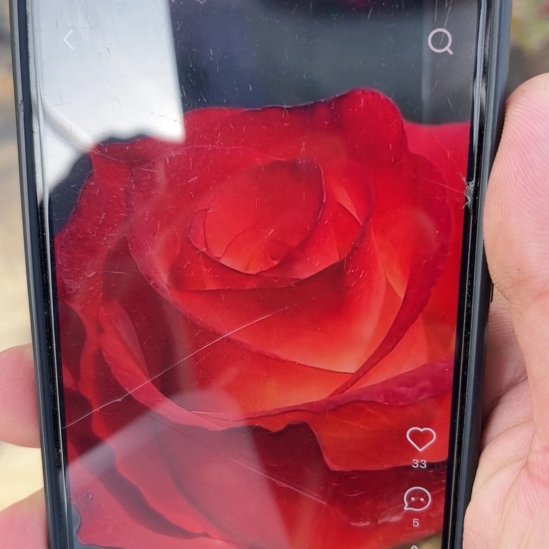 无花朵———-国王瑞德 福利款