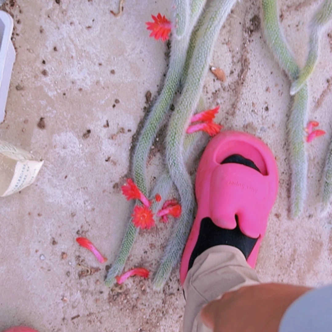 【闪购商品】大群九尾狐带花偏远不拍