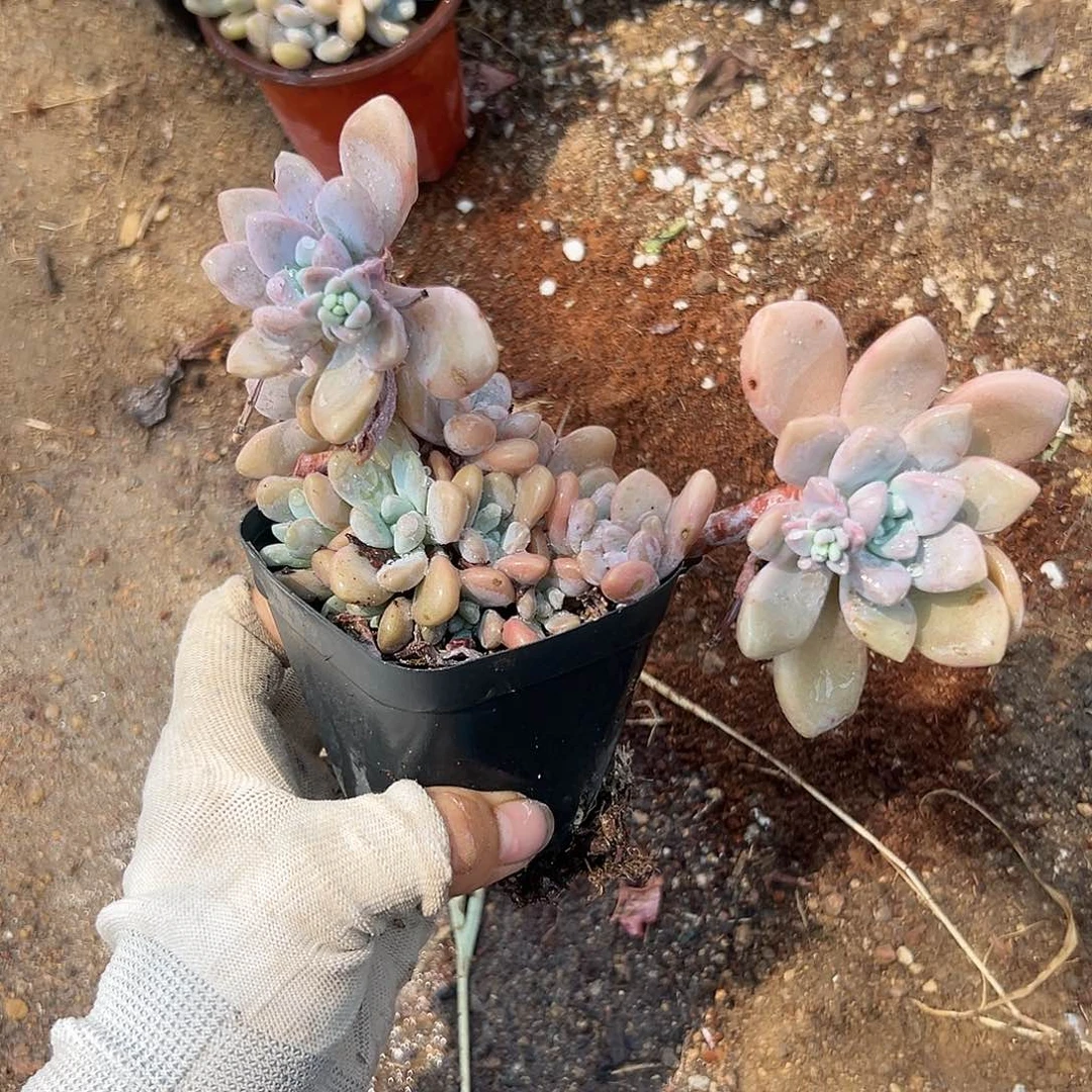 富呃呃呃呃呃呃呃呃呃呃呃