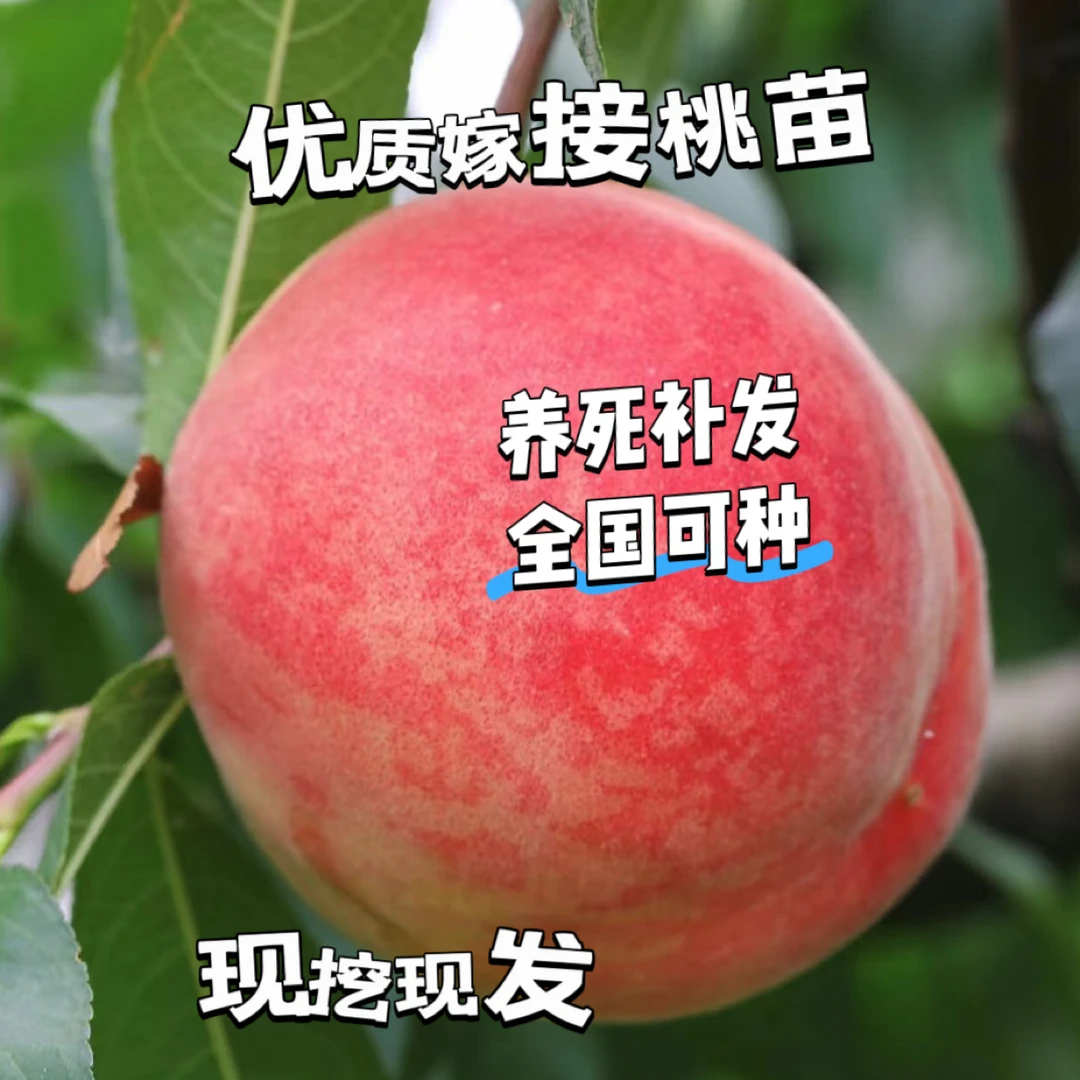 【养死补发】嫁接阳山水蜜桃苗南北方庭院地栽阳台盆栽可结果桃树