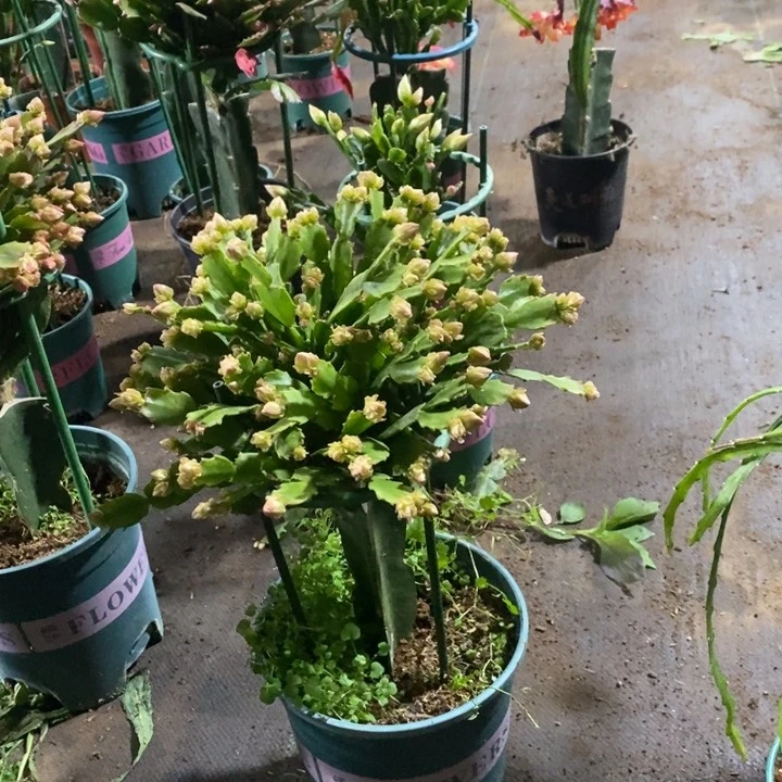 大部分花苞少量开放时**瑰686嫁接028