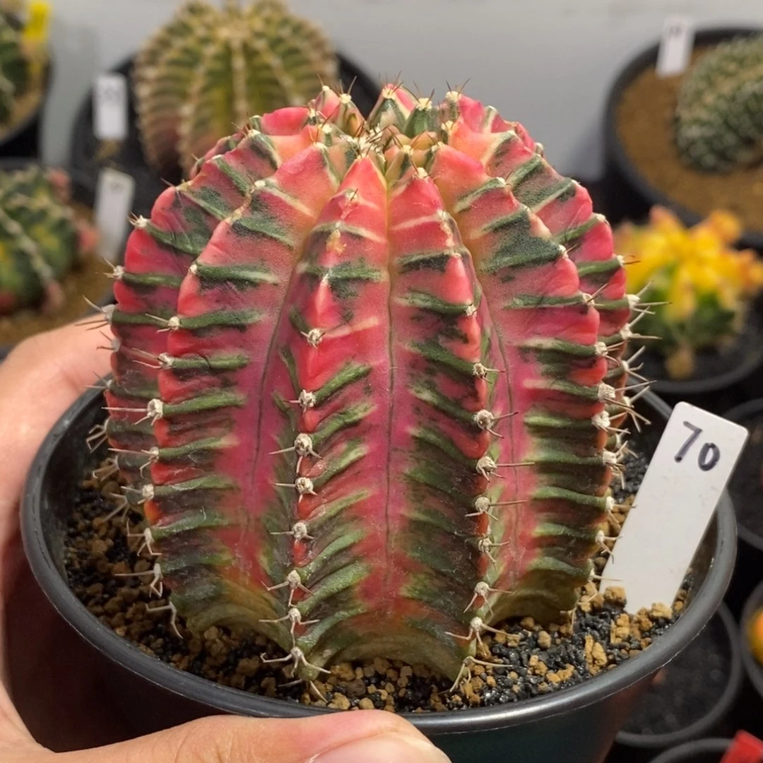 泰系全品米哈—带盆土发货23