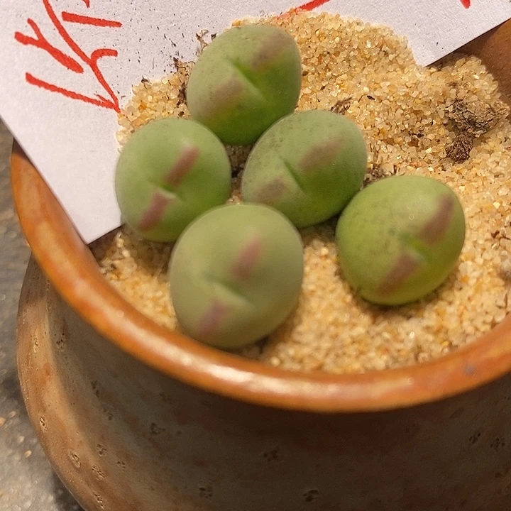 1217桃割娘杂交一颗。