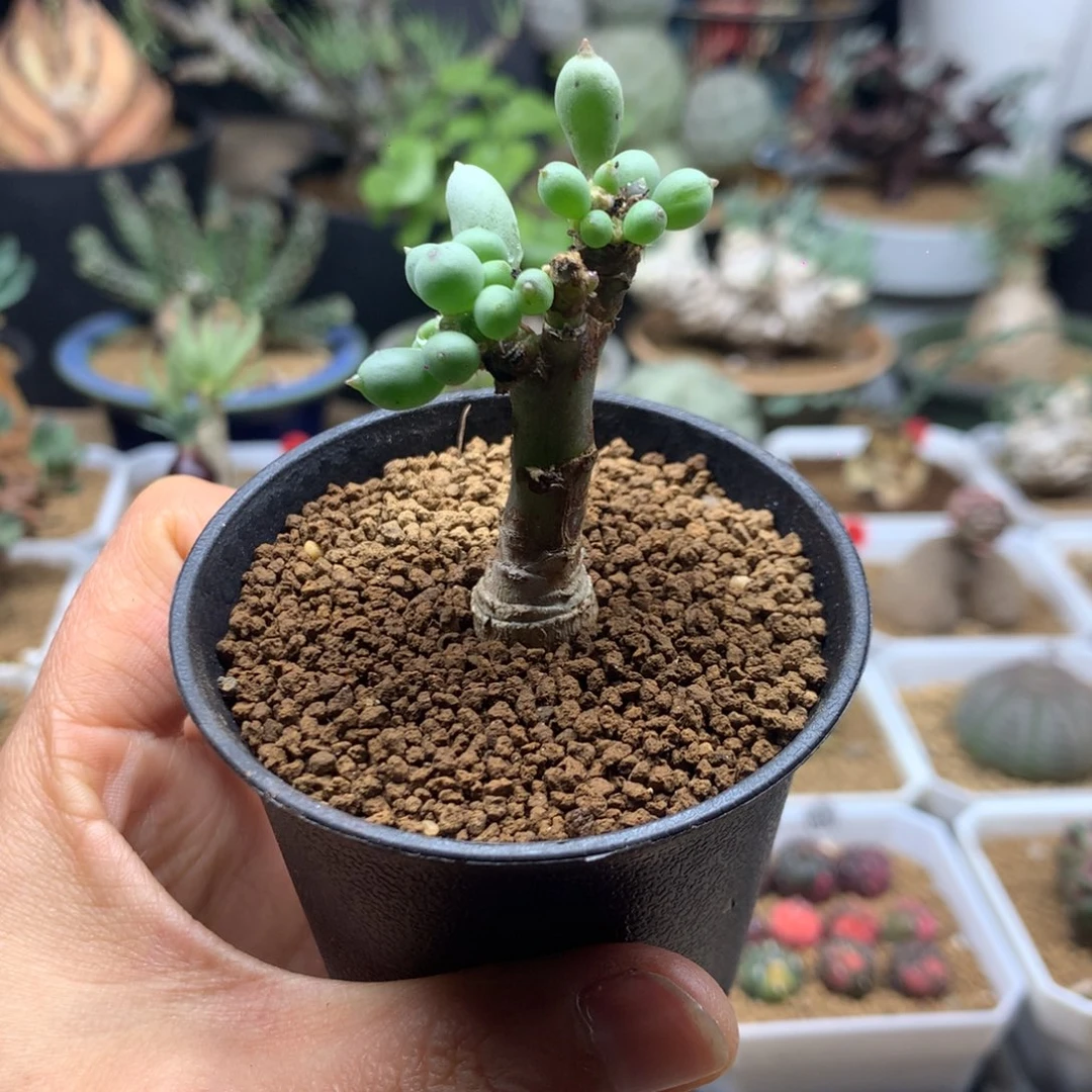 小卡拉菲厚敦菊带盆