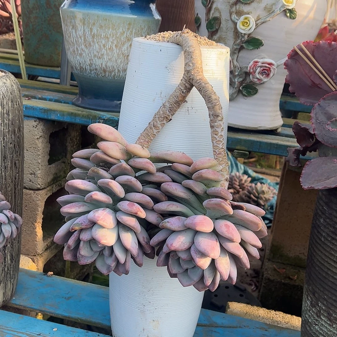 奥普琳娜裸根发货