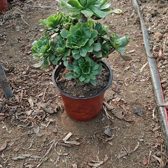 君美丽加急发货25