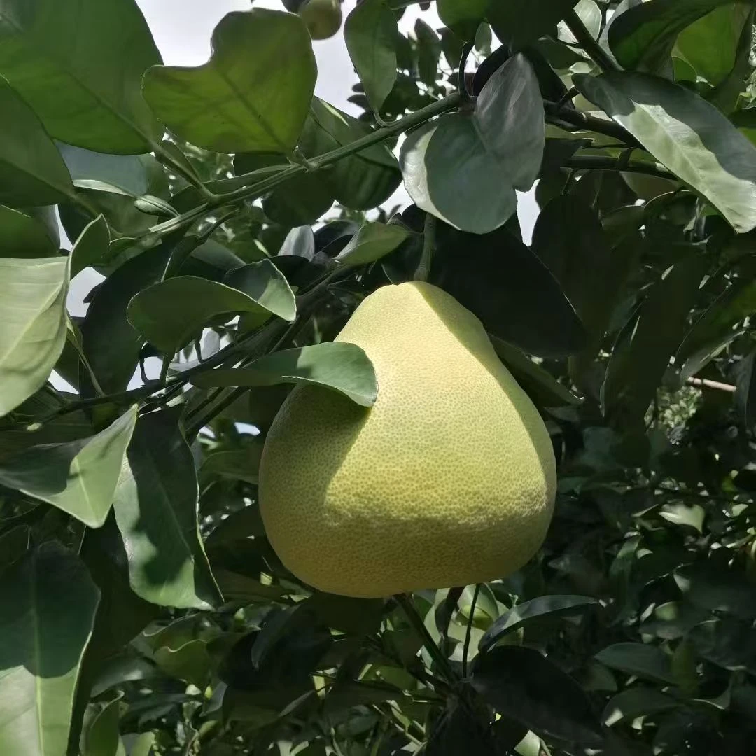 正宗福建仙游度尾文旦柚红心当季新鲜水果孕妇适用