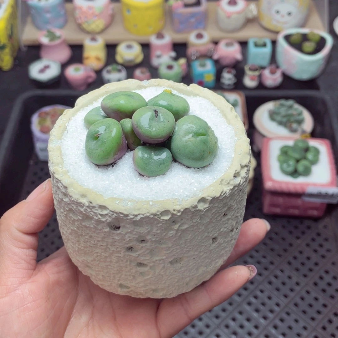 w8350 带盆土发货 -零下地区拍保温箱