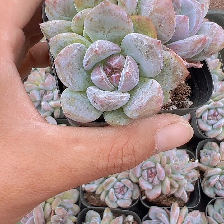 石榴籽群19包邮多肉