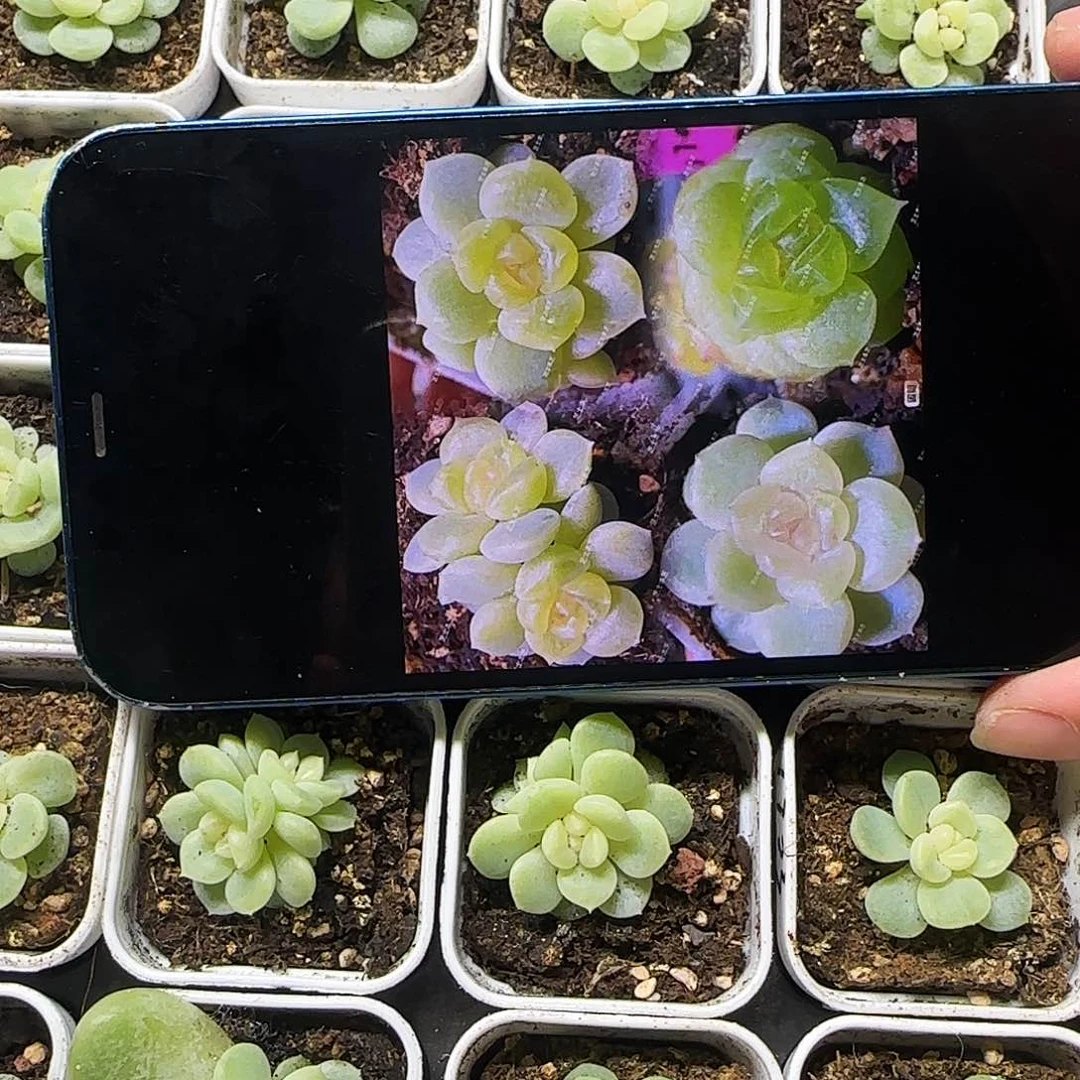 1703 母本双头盆一个满25包邮