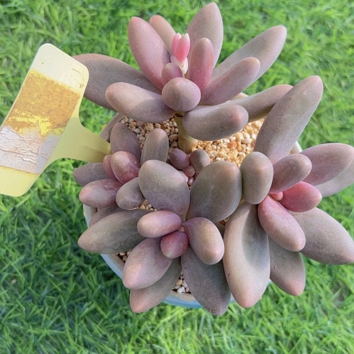 健健康康平平安安