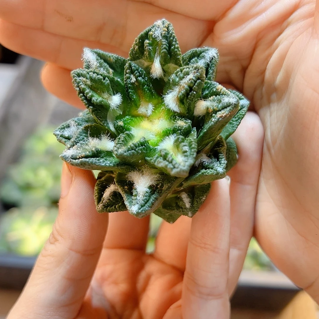 晚7号出根芽博士牡丹螺旋5.3公分