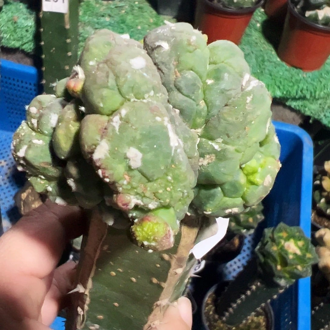 无花朵福利龟甲兜缀化759